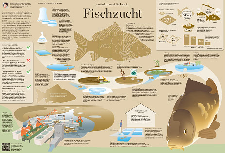 Infografikreihe der LAUSITZER RUNDSCHAU: 'So funktioniert die Lausitz' 'Fischzucht-Karpfenzucht in der Lausitz'
